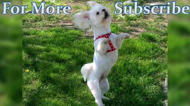 Funny dog dancing compilation 2021. Amazing dance video of lovely dogs/must watch this video