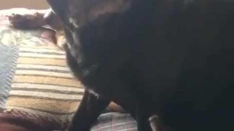 Dog awkwardly lifts leg