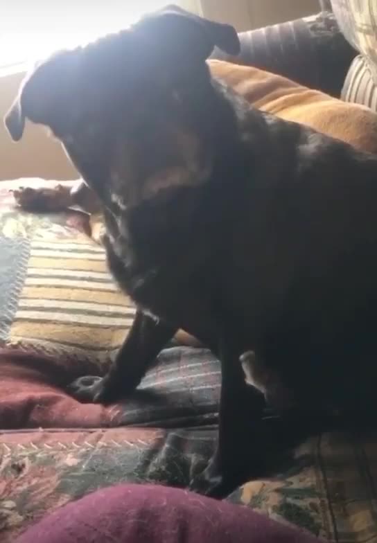Dog awkwardly lifts leg