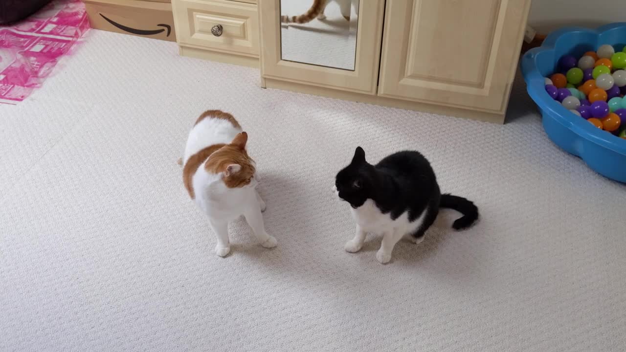Cat Wiggles Butt Before Pounce Attack
