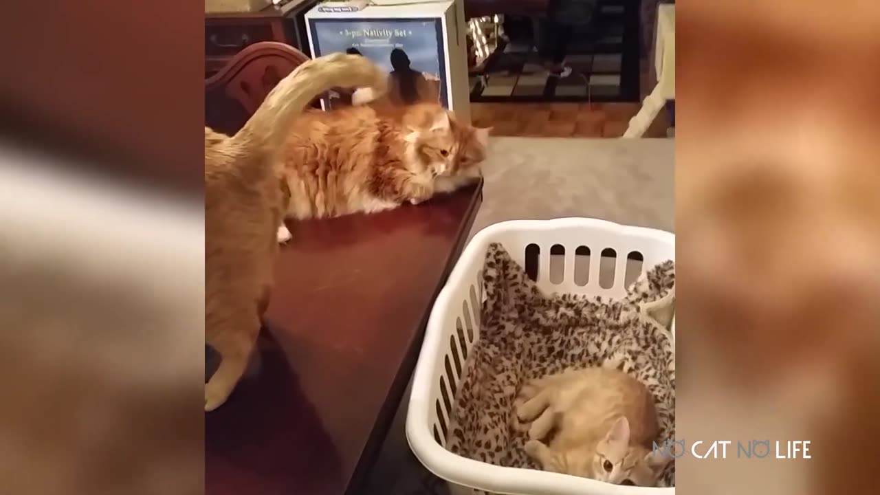 Funny Cats Compilation (Most Popular) Part 3