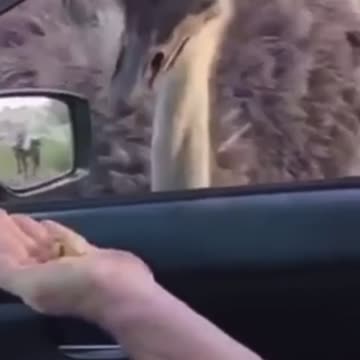 Funny animal video