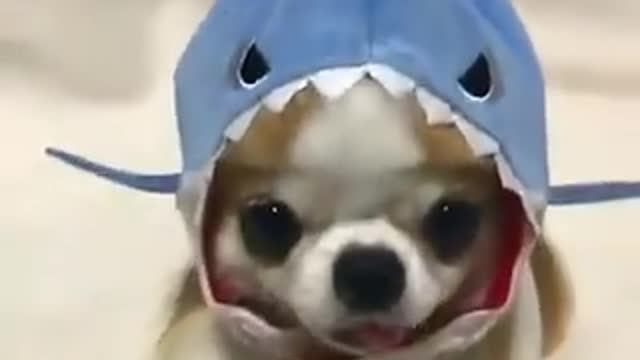 Puppy Shark!!