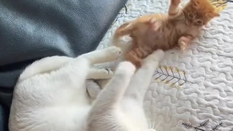 "Love and Playtime: A Heartwarming Tale of a Mother Cat and Her Adorable Kitten"