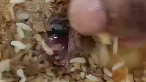 kacchi rice with beef matton