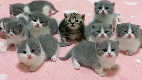 Funny Baby Cats #Animals 2