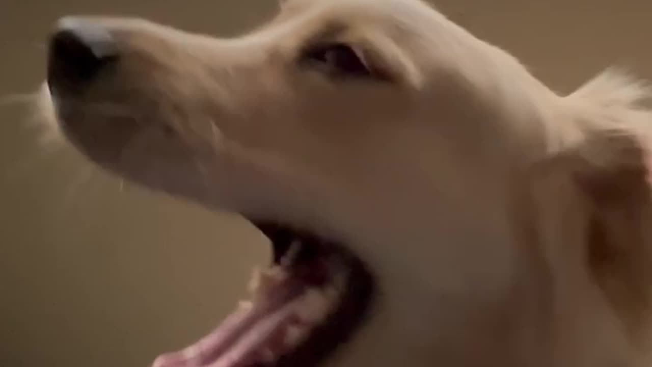 Dog “speaks”