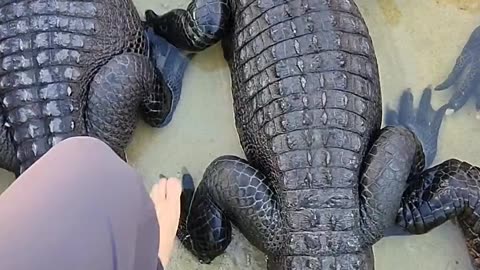 Walking over Crocodile