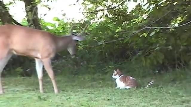 Snuggles the Cat Meets Deer