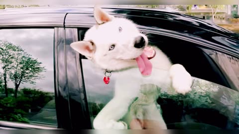 The week's funniest animal videos featuring the FUNNIEST pets of 2024 😂