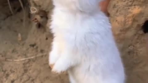 Cute bunny in nature