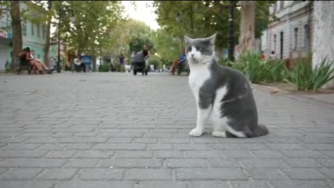 The most cute and funny cat sitting on the road...💝💝💝😘😘😺😺😺😽😽😽😚😚😚😚