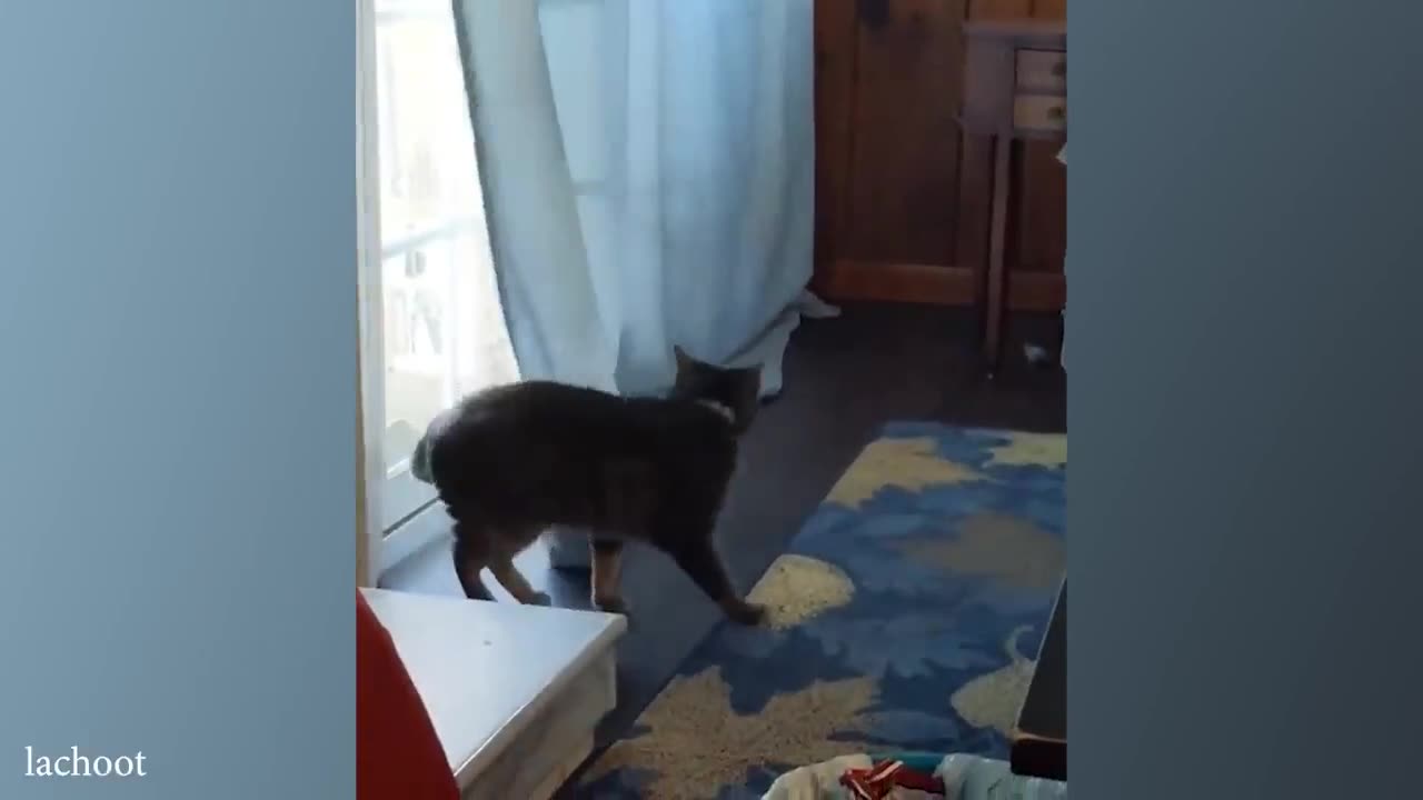 funny cat videos memes