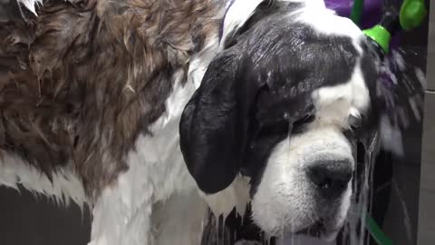 This St. Bernard is MASSIVE _ 200lbs