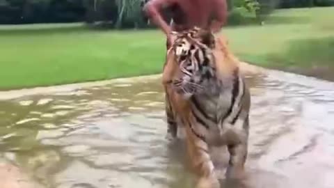 Man and tiger can share the same pool, this picture is too harmonious