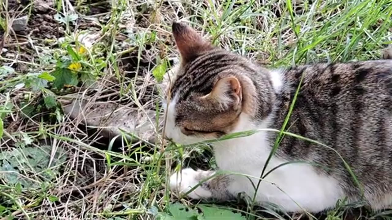 Cute cats that don't stand close to each other. Cute street cats.