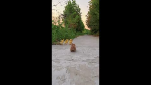 The dog and the little duck are racing.