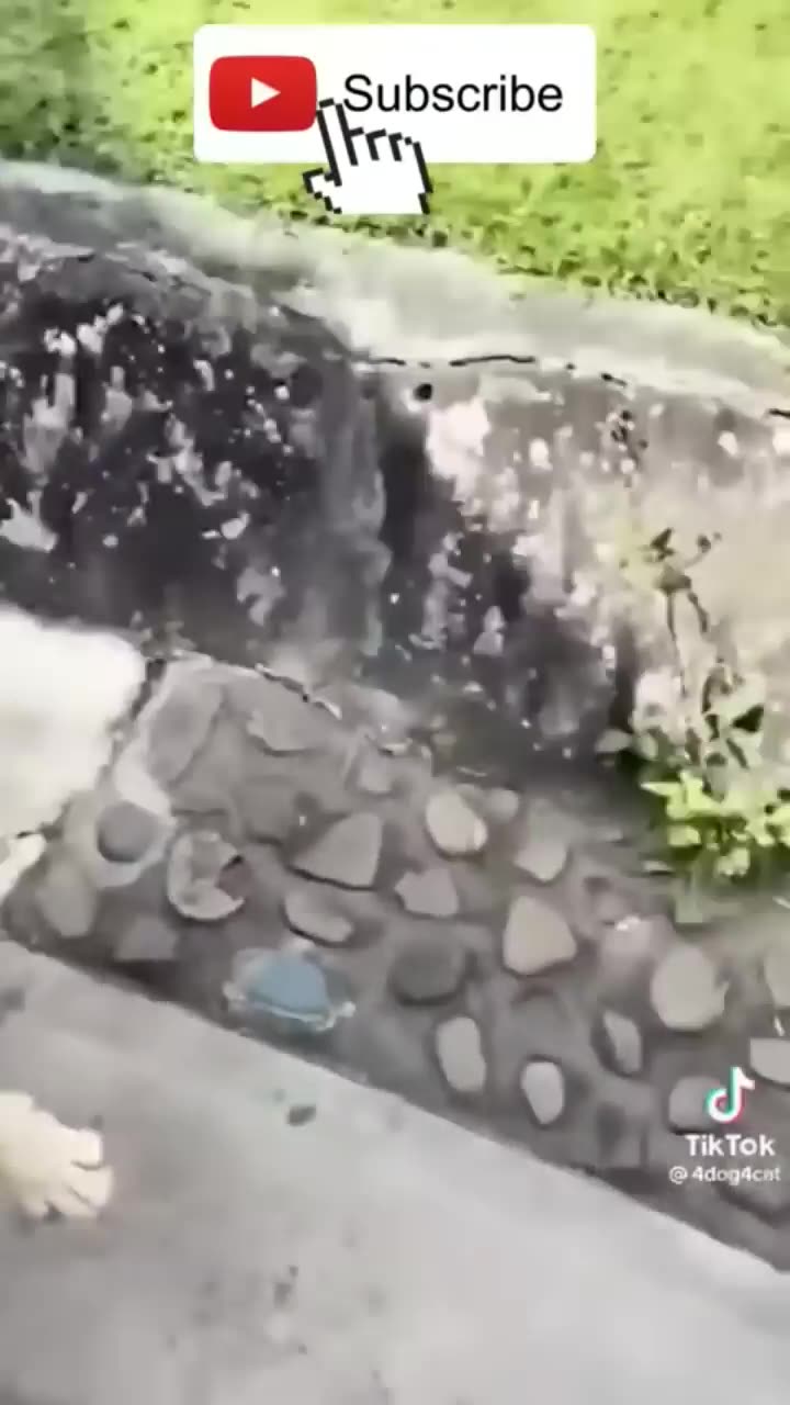 Cute and Funny Animal Video 😂