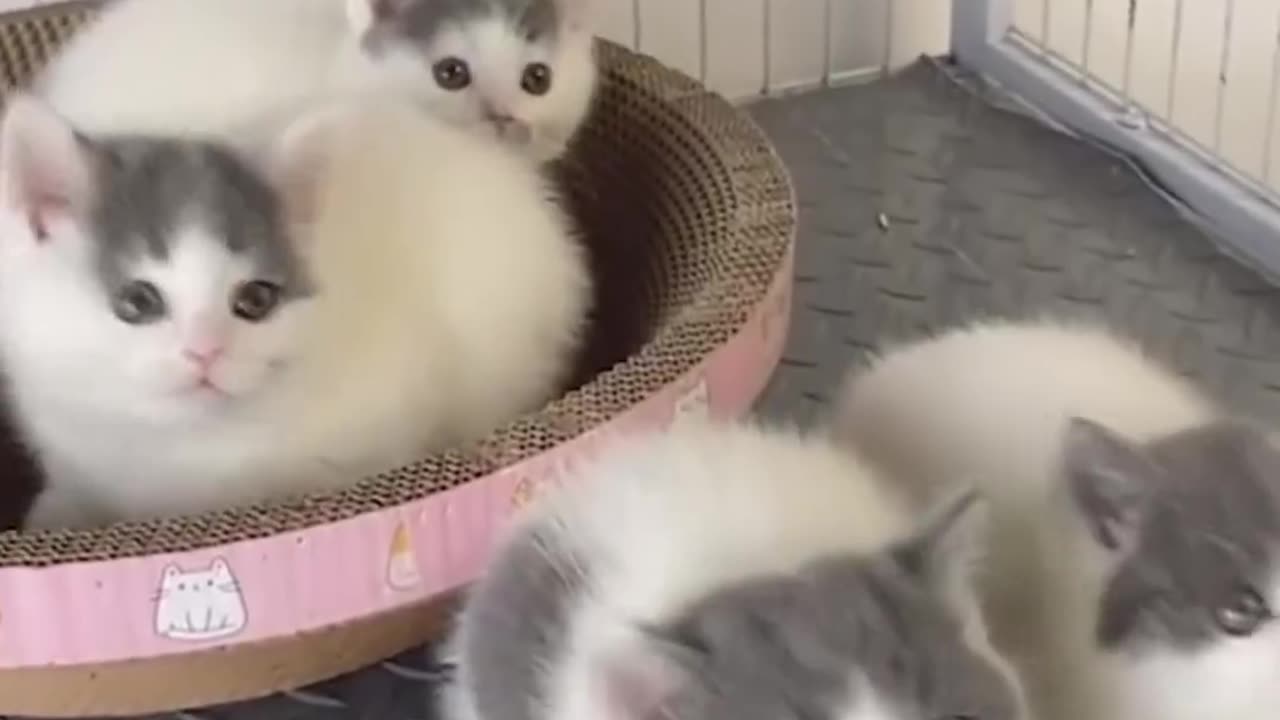 Funny cats video