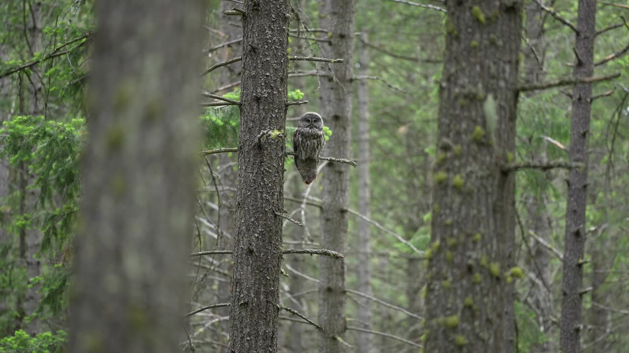 Great Gray Owl Nest - Gray Ghost of the Forest