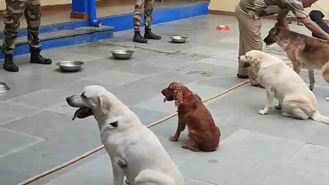 CISF Dog squad feeding routine. #cisf#dmrc#dog