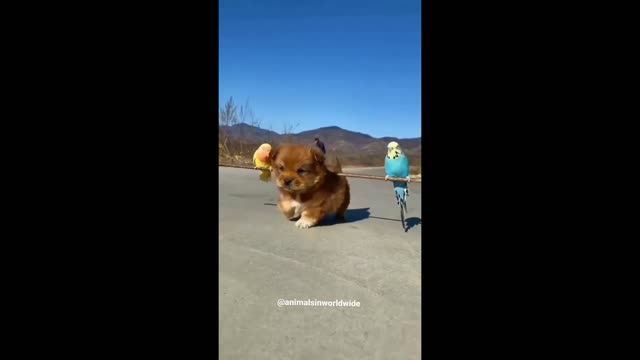 Cute dog carry two parrots