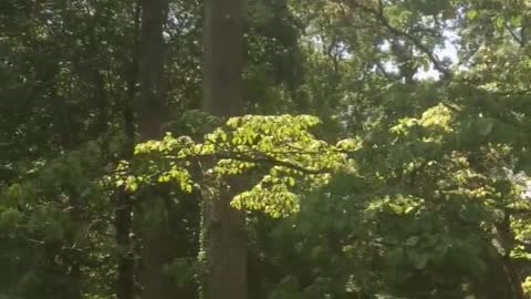 Slow Motion! 80 foot Sweet Gum tree getting cut down