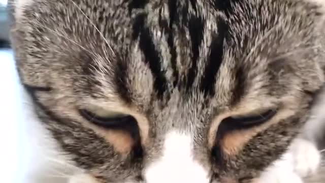 FUNNY CAT