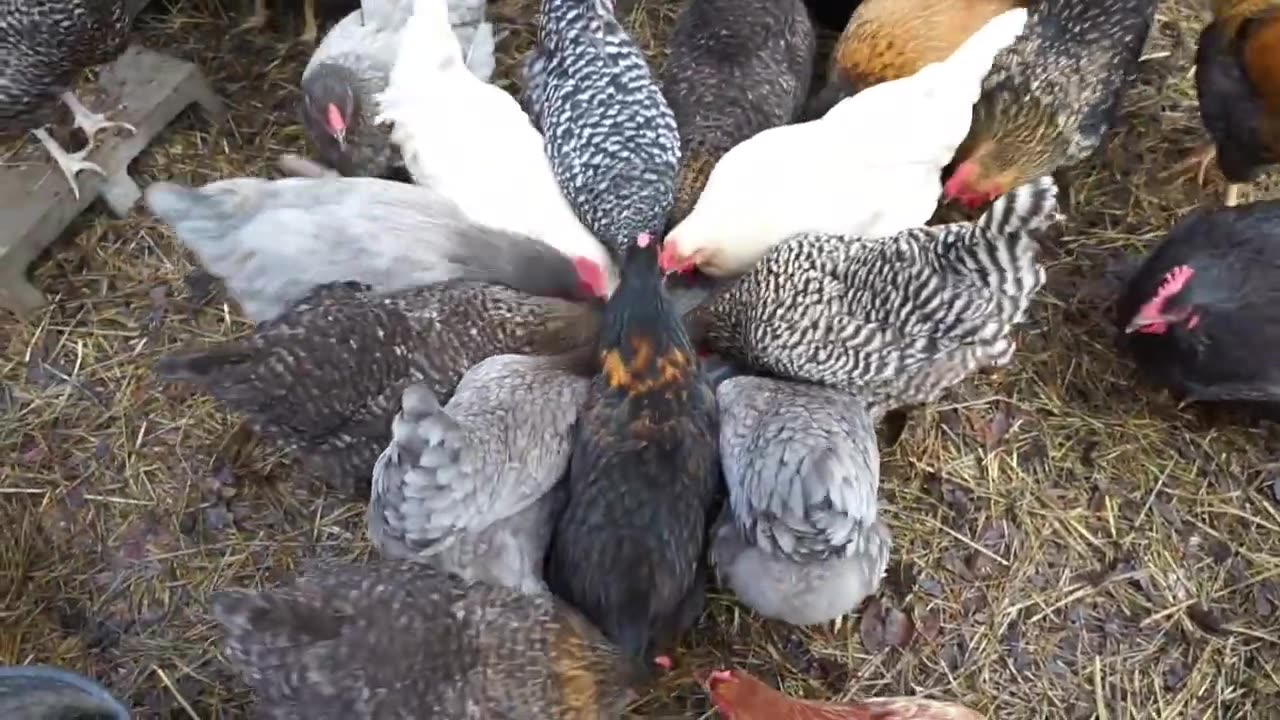 Chickens give a review of Thai Kitchen Coconut Rice.