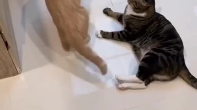 😻🙀 Naughty Cat, Try Not To Laugh 😹😹😹