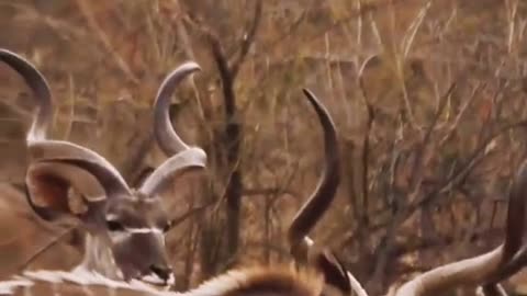 Antelope antelope lions prey on the weak