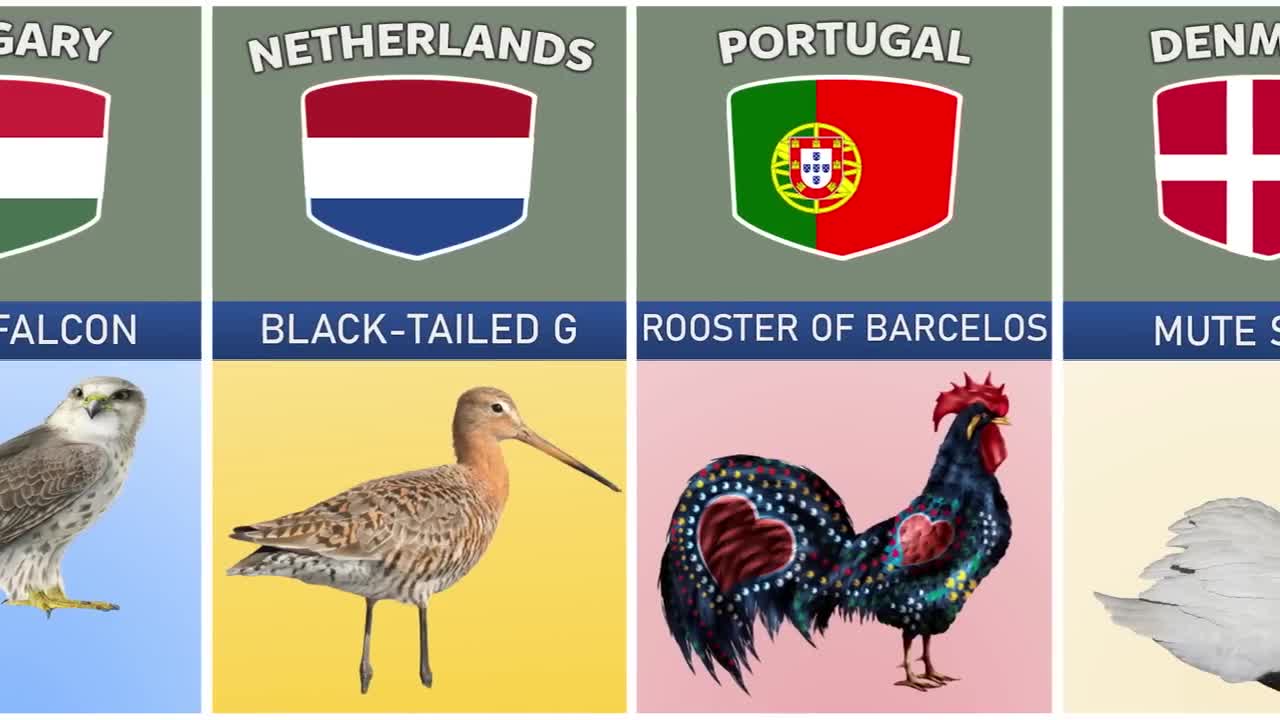 National Birds From Different Countries