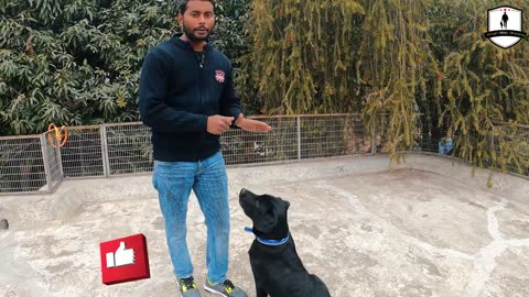 10 dog training tricks in 5 minutes