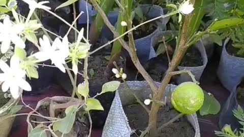 lemon plant at home #shorts #plants