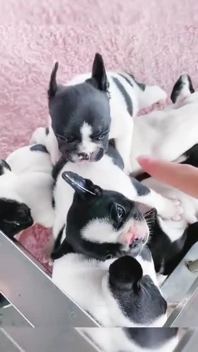 THE CUTEST PUPPIES !