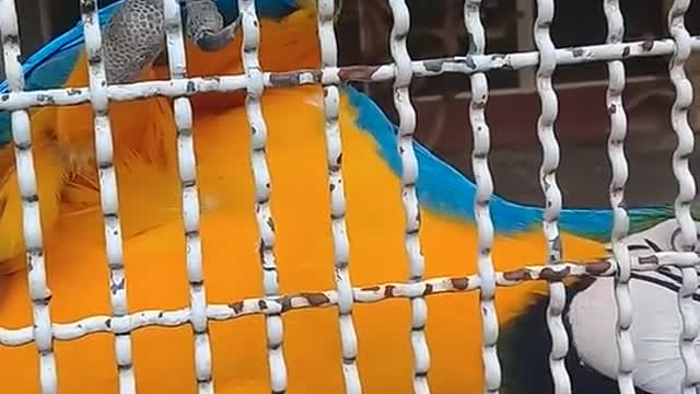 The great parrot is looking at you confusedly so that you can not catch it