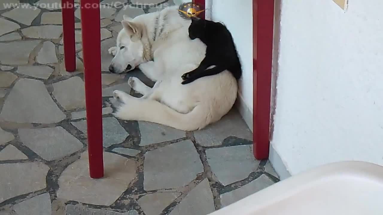 Cat Sleeps on Dog