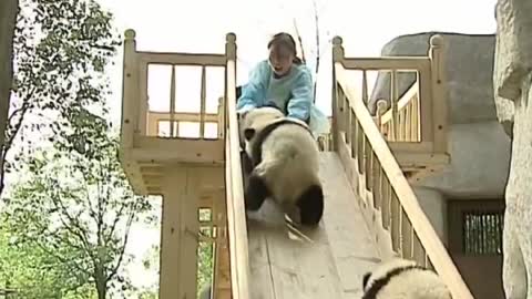 Cute pandas playing on the slide