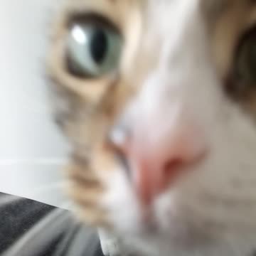 The Cutest Little Tabby Cat