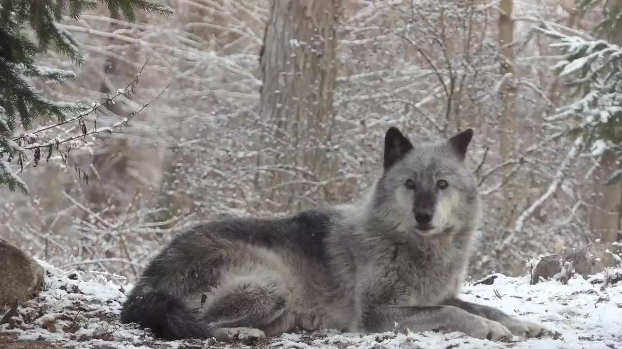 Wolf's Sweet Voice Inspires 50 Wolves to Howl