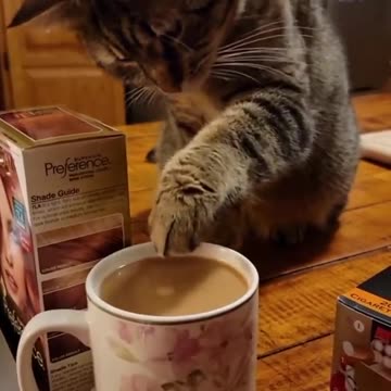 Funny Animals Shorts cat & coffee 😂 Cats Dogs Pets laugh viral video