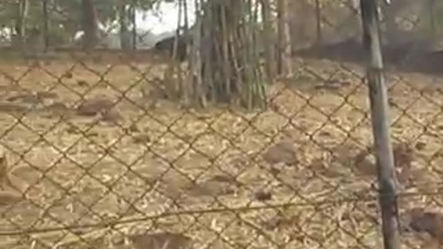 Bear @ Van Vihar Bhopal
