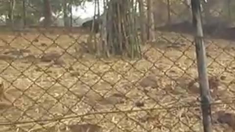 Bear @ Van Vihar Bhopal