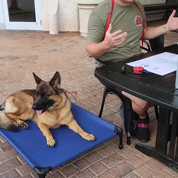 Teaching Table Manners to a German Shepherd