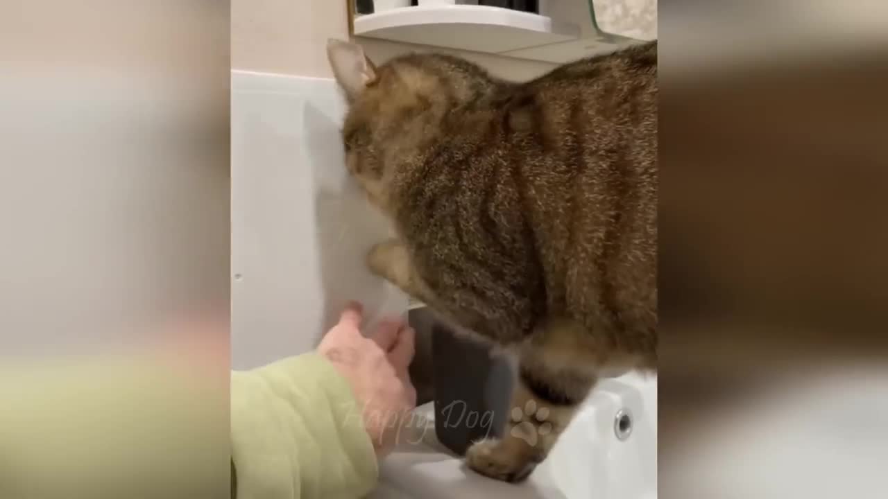 Funny animals - Funny cats / dogs - Funny animal videos / Best videos of December 2022