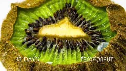 Kiwi Time Lapse