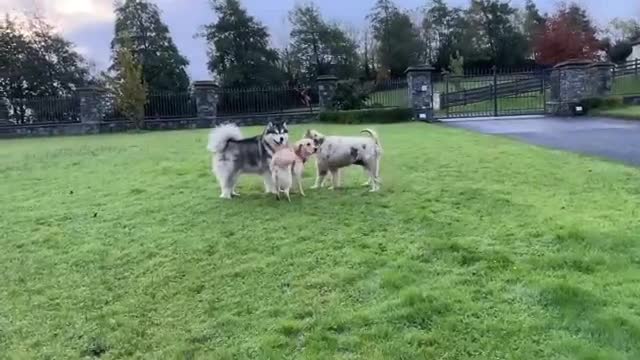 Long Lost Golden Retriever Reunited With His Family! They Go Crazy!!