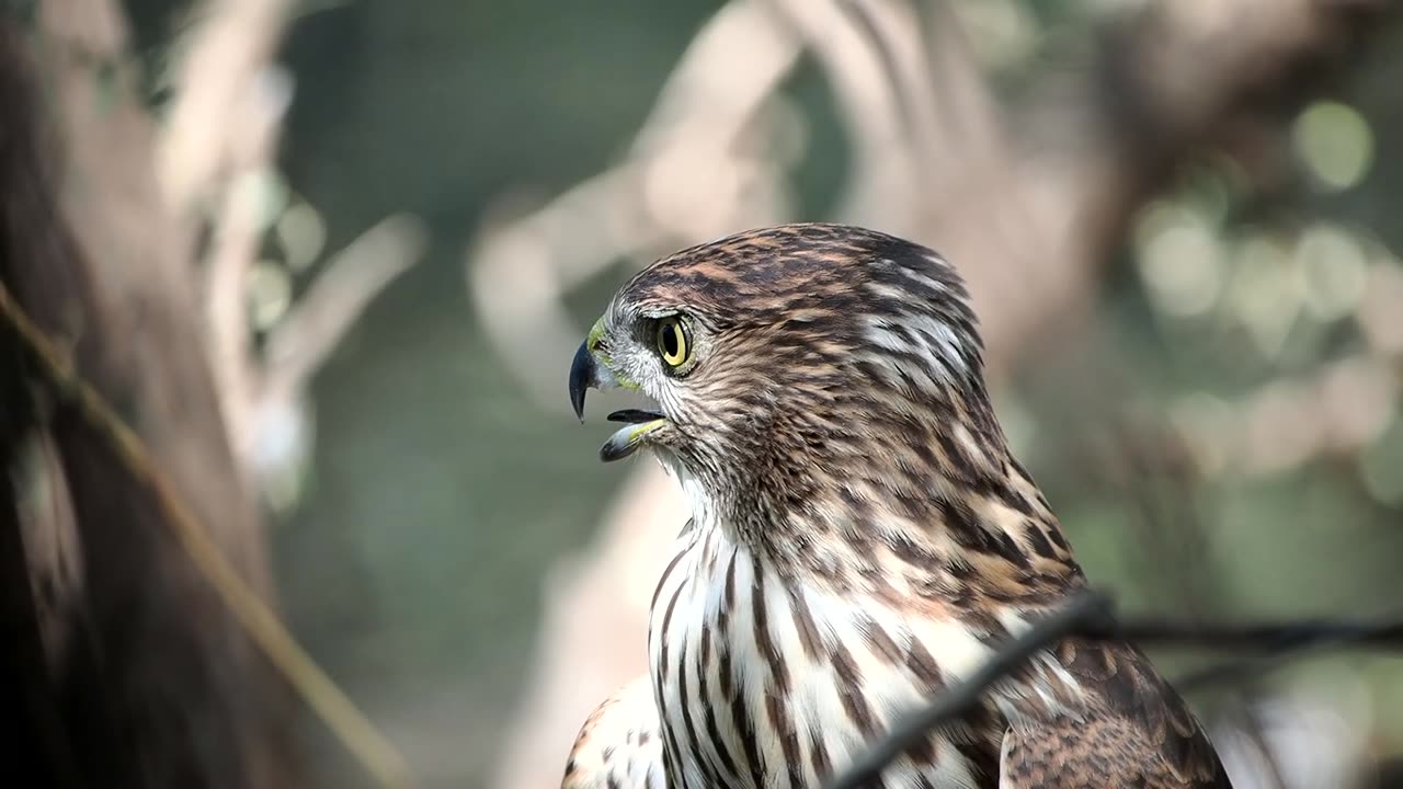 Juvenile Cooper's Hawk