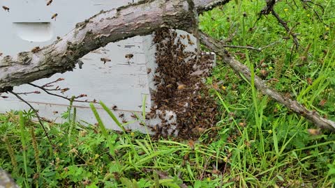 Catching swarm for Mike.