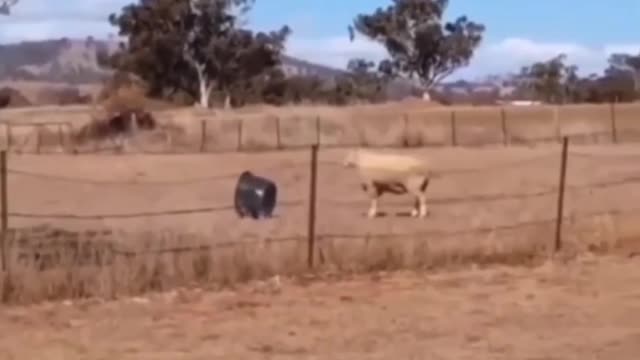 Sheep vs bucket 😹 #Funny shorts